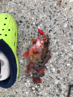 穴釣りでカサゴ