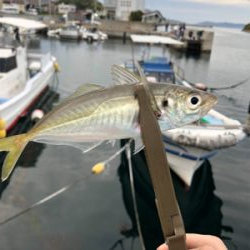 アジは一ヶ所だけ釣れる