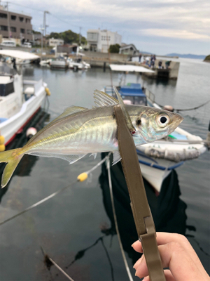 アジは一ヶ所だけ釣れる