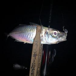 アジング練習 141