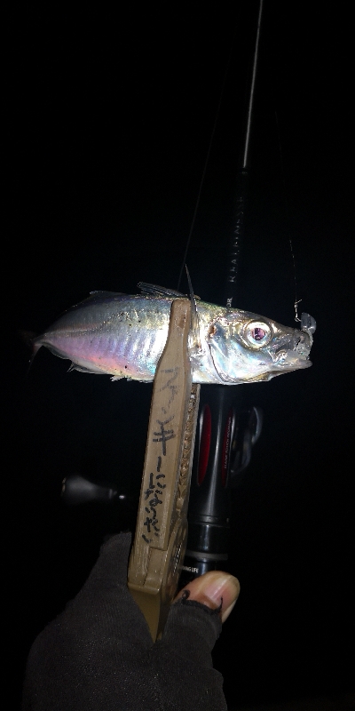 アジング練習 141