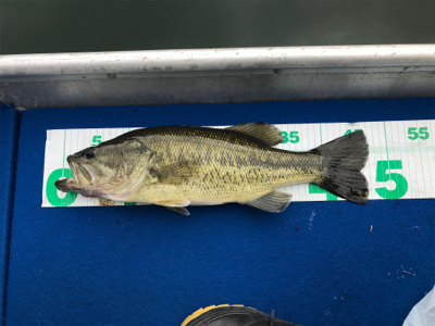 1日ボート釣行！