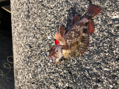 テトラからカサゴ。