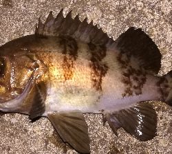 メバリング1840〜1920