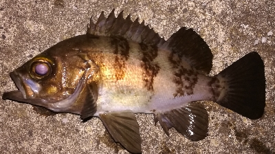 メバリング1840〜1920