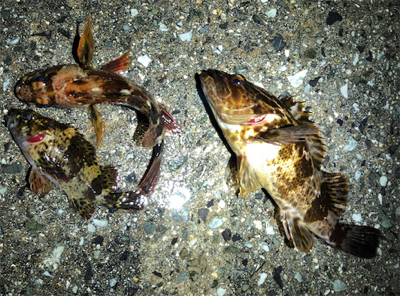 とある爆風フロート