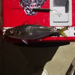 アジング練習 142