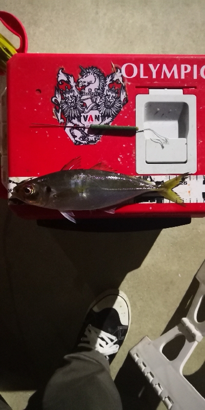 アジング練習 142