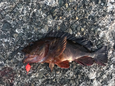 仕事帰りに30分★岸和田で穴釣り！やや大き…