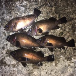 明石メバリング