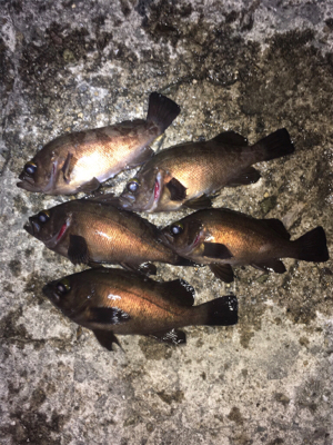 明石メバリング