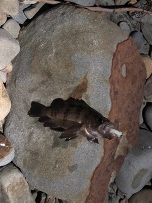 メバルとガシラ