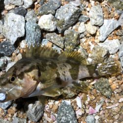 とある爆風サーフ