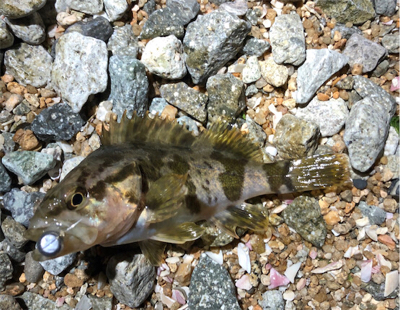 とある爆風サーフ