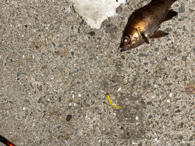 爆風メバリング