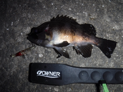 アジング ロッドでメバリング