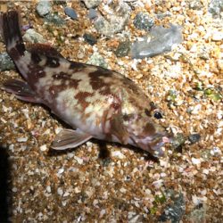 とあるまあまあデカイガシラ