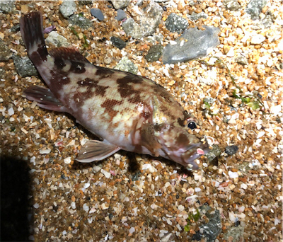 とあるまあまあデカイガシラ