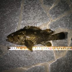 デカタケノコメバル