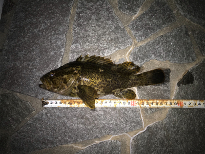 デカタケノコメバル