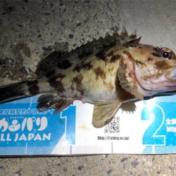 とある満足なロックフィッシュ