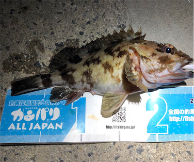 とある満足なロックフィッシュ