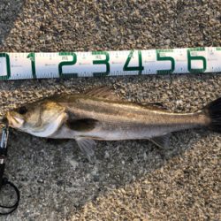 岸壁シーバス　爆