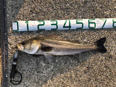 岸壁シーバス　爆