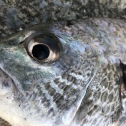 なかなかやでしかし