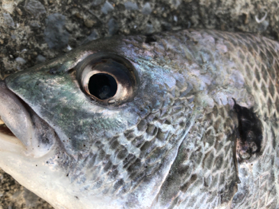 なかなかやでしかし