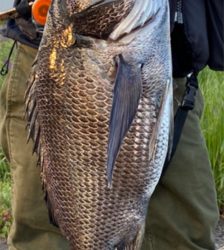 もうちょいで年なし