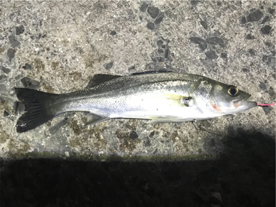 カレイ釣りのつもりが29センチの◯◯◯！！…