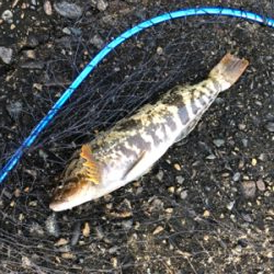 青物、フラット、ロックフィッシュ狙い