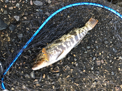 青物、フラット、ロックフィッシュ狙い