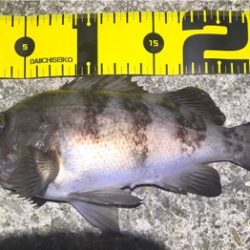 ボトムワインド