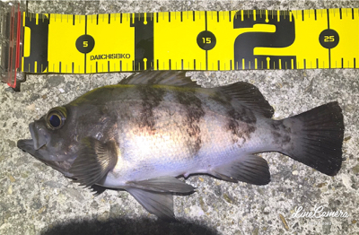 ボトムワインド