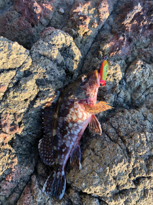 悔しさ残る釣行！