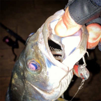 朝夕、散歩で1本ずつ