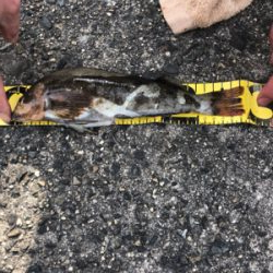 アイナメ引き強い