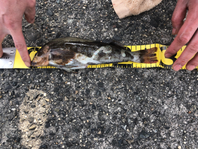 アイナメ引き強い