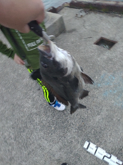 のっこみ目当て