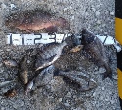 4/5釣果カンダイチヌメバルガシラアジグレフグ