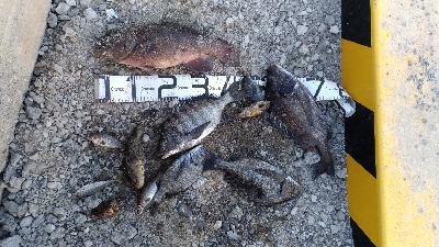 4/5釣果カンダイチヌメバルガシラアジグレフグ