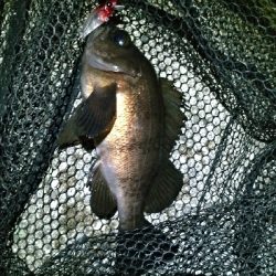 アジメバたぬき