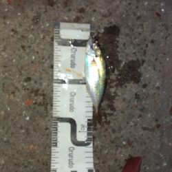 4/8釣果アジ釣れた！嬉しい！