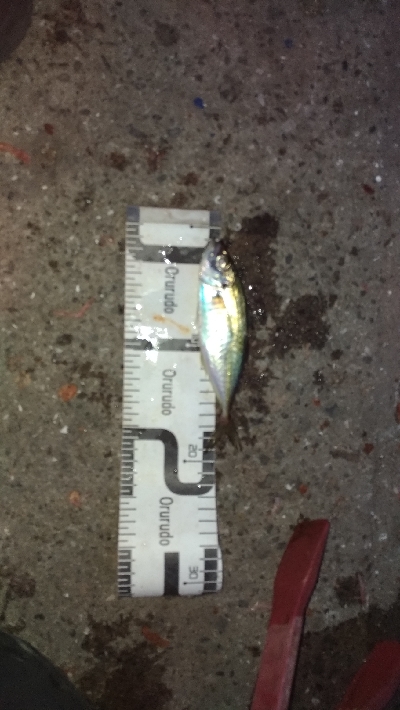 4/8釣果アジ釣れた！嬉しい！