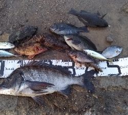 4/11釣果チヌタケノコアジグレメバルガシラタナゴ