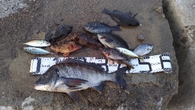 4/11釣果チヌタケノコアジグレメバルガシ…