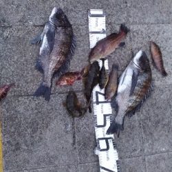 4/18釣果チヌタチウオサバアジガシラカンダイボラベラ