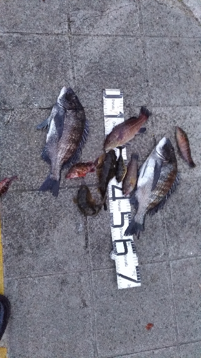 4/18釣果チヌタチウオサバアジガシラカンダイボラベラ